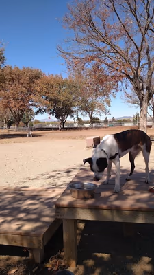 Max Baer Dog Park photo 2